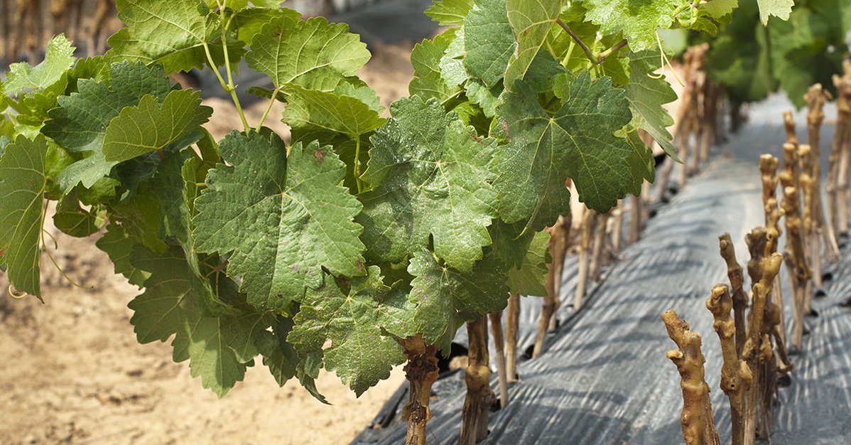 TopWinesSg's tweet photo. WHAT IS A GRAPE VINE CLONE? 2 Mins Read -> https://t.co/64jlvXK86M 🍇🍃🍂🍷  | #wine #wineoclock #winelovers #grapes https://t.co/ihVqUVUljd