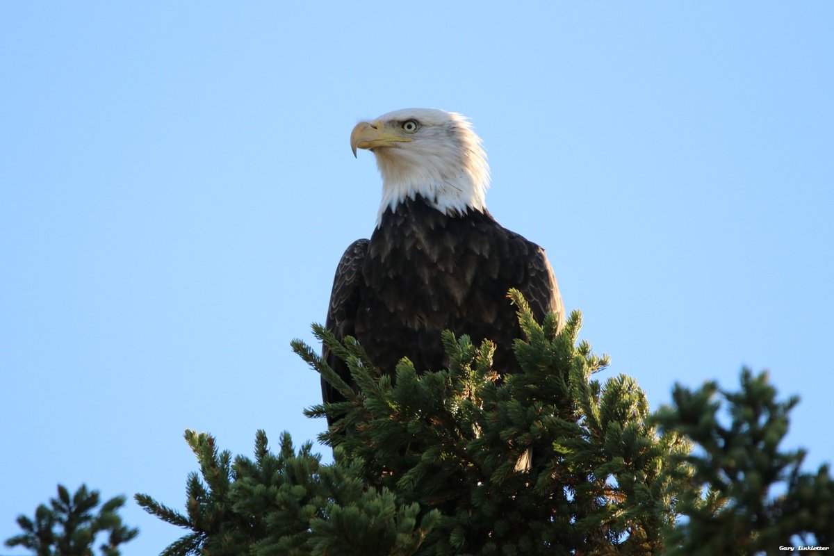 PEIRedEarth's tweet image. This guy was found today watching over a potato field we came to harvest.