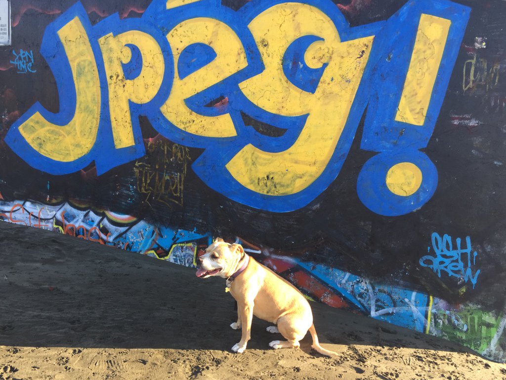 A dog named Jpeg tweet media