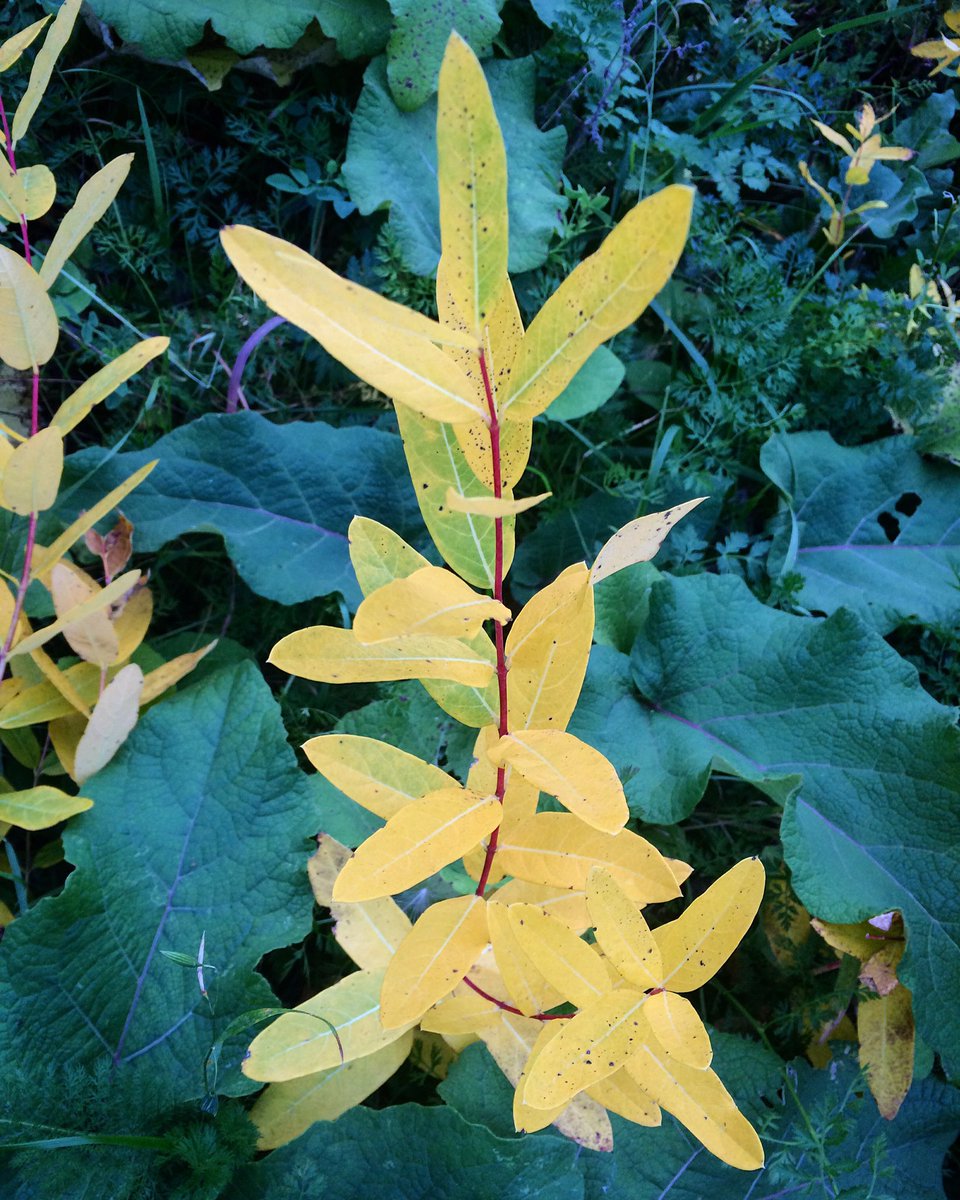 NashTurley's tweet photo. Senescing dogbane is glowing. #Apocynum #apocynumcannabinum https://t.co/gI3Sb4bqRf
