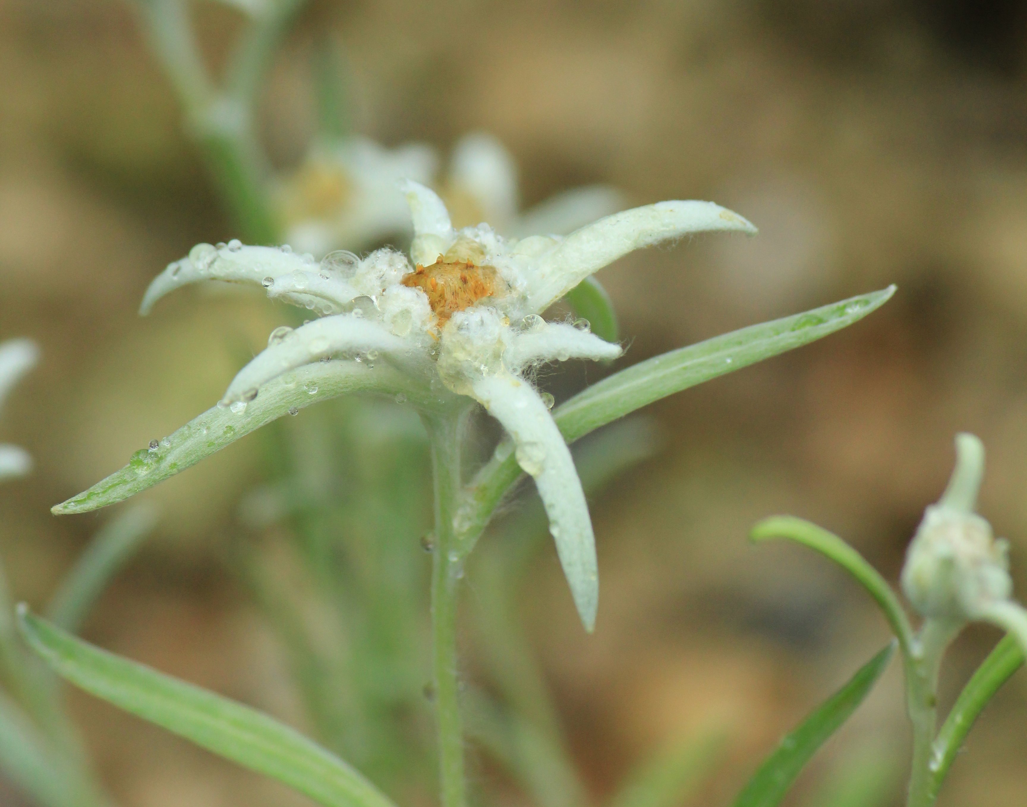 咲くやこの花館 高山植物室で ミュージカルでおなじみのエーデルワイス が可愛らしく皆様をお出迎え ｕ 白い綿毛に覆われている部分は苞葉 ほうよう で 花は中央の黄色の部分です かつて アルプスの男たちが 愛する女性のために危険を冒して摘み