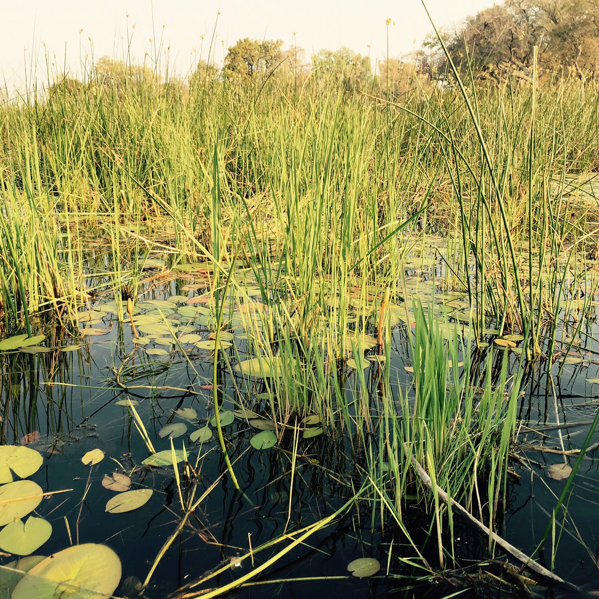 ClareTravelAdv1's tweet photo. View from the Dugout Canoe in Botswana, South Africa!
#Relaxing #Enchanting #Nature #Bountiful #GlobalAdventures
#SoMeMaven @SocialMediaXOXO https://t.co/t1wYEXT3ja