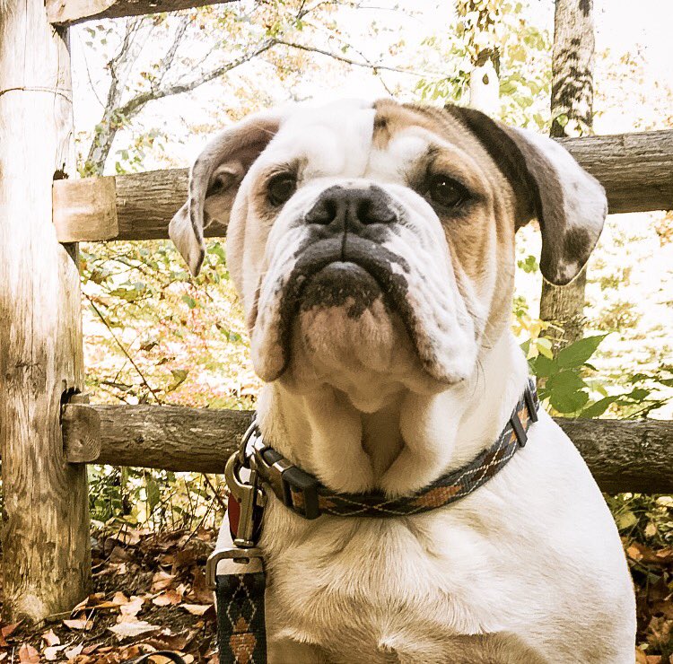 I thank god for this guy every day 🐾🐾  <a href="/BaggyBulldogs/">Baggy Bulldogs</a> #bulldog #englishbulldog