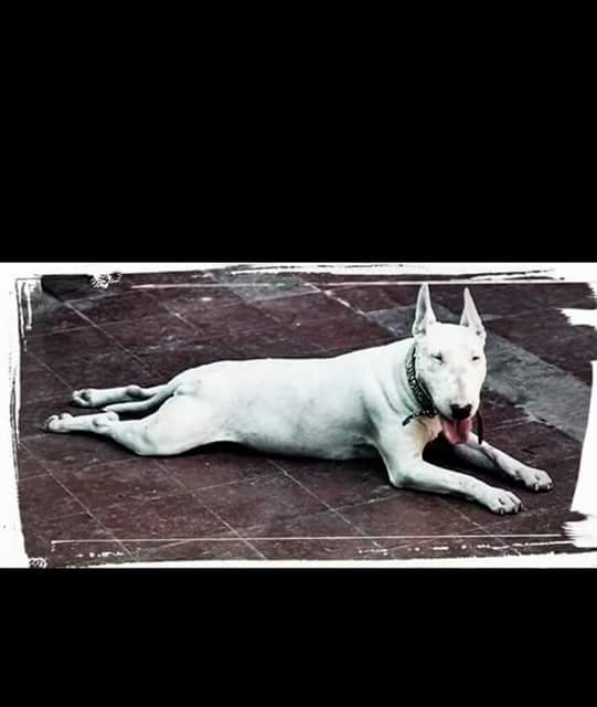 BullterrierVreg's tweet photo. A difundir @BullTerriersfan #BullTerrierChile @SuperMascotas @Animalperdidocl @ChilePerdidos https://t.co/FGZGZJ0pH9