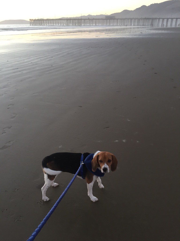 ddoggiesmommy's tweet photo. Greetings from Pismo Beach California!!!! #pismobeach #imtoocuteformyowngood #heatwaveinOctober https://t.co/jyMUxYEDLX