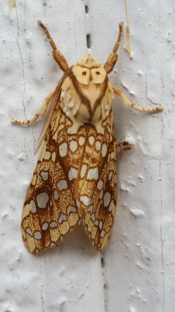 BlueHenLauraJ's tweet photo. This moth is beautiful @DENatureSociety https://t.co/jZo7whG3Nv