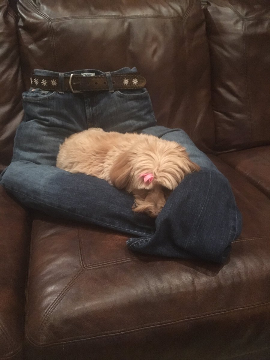 em_arnold7's tweet photo. meanwhile at home https://t.co/ZfWbItccvC