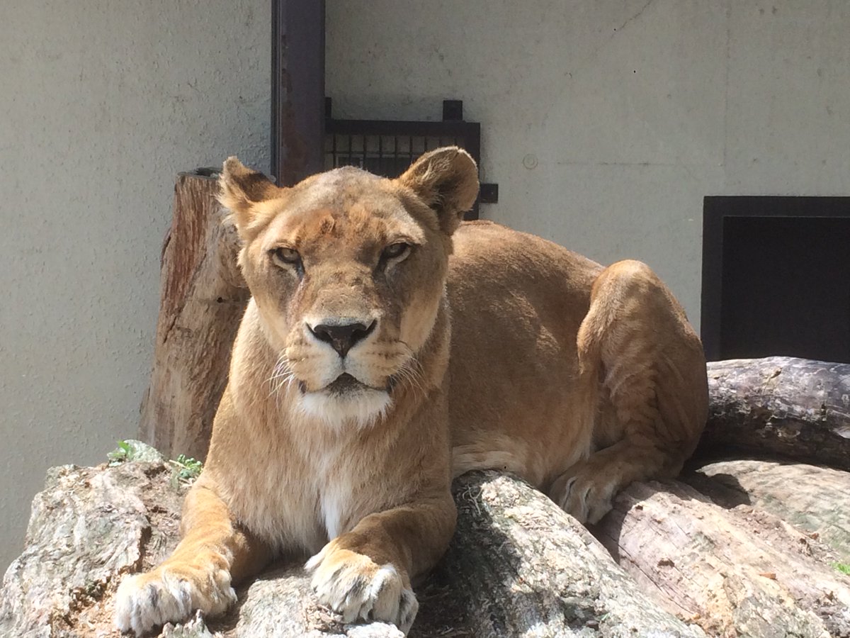 僕は人生に寂しくなると、ななちゃんのことを思い出します」 作家
