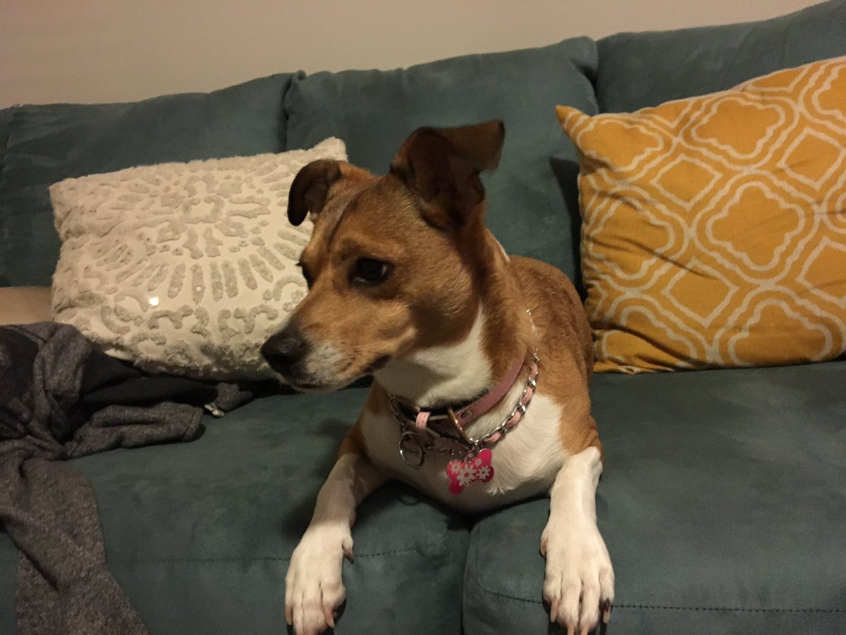 mooganM's tweet photo. @SaintArnold I'm adjusting. My new, furry roomie is old and grumpy but we have couches again so that's cool! #AskASaint https://t.co/vfOe8Wg9eP