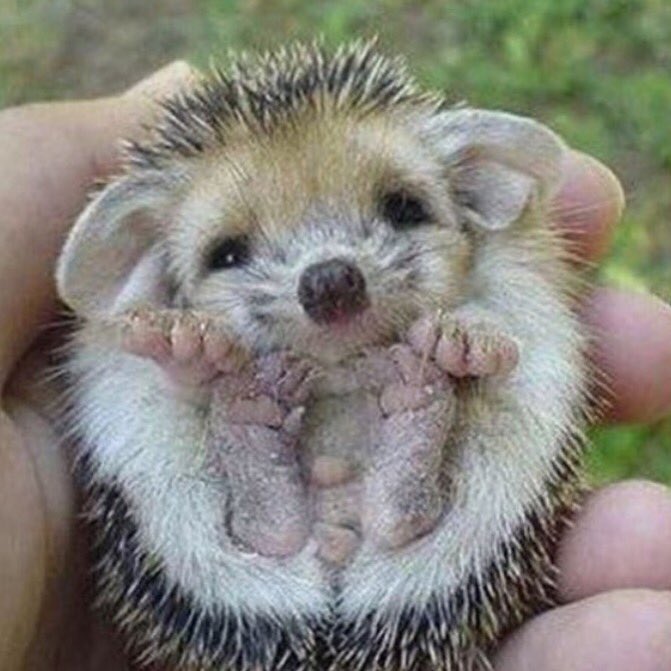 baaaaabbbbbbbbe tweet picture
