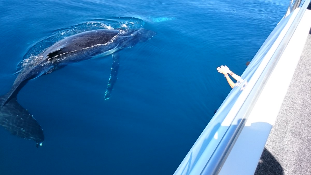QuickCatII's tweet image. Still lots of whales in our calm waters @QuickCatII so book a tour before they head south #visitfrasercoast #thisisqueensland