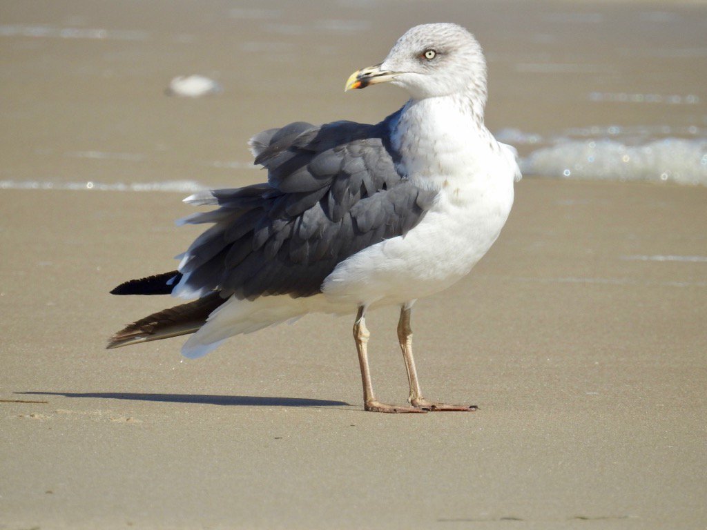lternateplumage's tweet photo. Lesser Black-backed Gull #BackBayNWR #birding @USFWSRefuges @WildRefuge https://t.co/DIVpy5nZVN