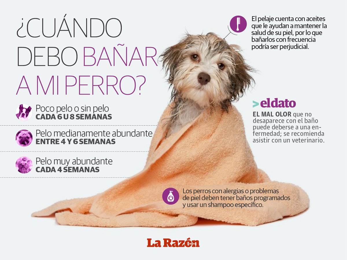 con tiempo Cambio reposo Sabes cada cuánto tienes que bañar a tu perro? | La Razón de México |  Scoopnest