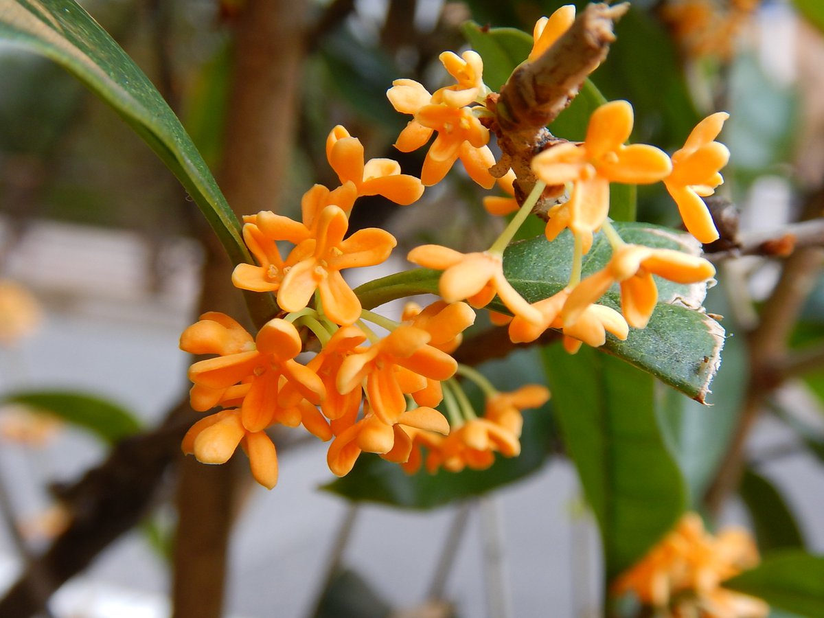 Thejapannews Editor My Neighborhood Is Full Of Sweet Fragrance Osmanthus Or Fragrantolive Is One Of My Favorite Flowers Of Autumn 金木犀 秋 Tokyo Japan T Co Yej6fzq45n Thejapannews Editor My Neighborhood Is Full Of Sweet Fragrance Osmanthus Or Fragrantolive Is One Of My Favorite Flowers Of Autumn 金木犀 秋 Tokyo Japan T Co Yej6fzq45n