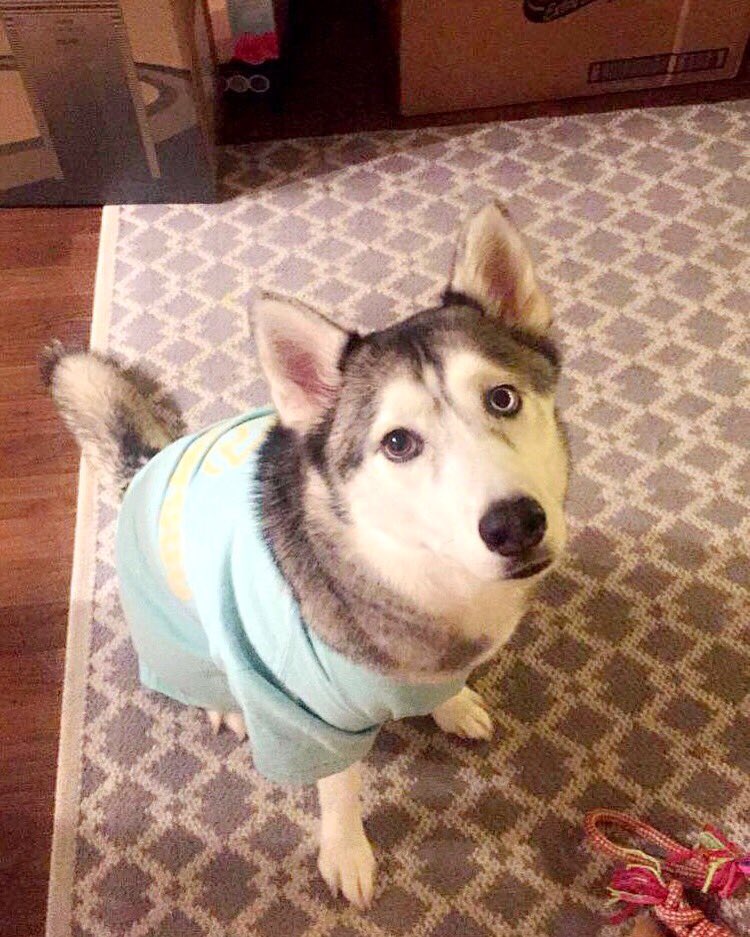 carmelvatani's tweet photo. My little moving helper in her PJs
๐พ๐ฆ๐ฆ๐ #Tikani #beebz #huskymom #pajamaparty #movingagain #ontothenextone #howisshesocute https://t.co/Lfkwm87yyM