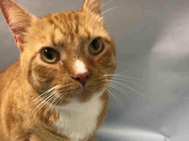 straysneedlove's tweet photo. Total lap cat didn't stop owner from dumping 6yOldM TBD good w kids dogs headbutts seeks attn relaxed great4any home https://t.co/clB5MZeFca https://t.co/UrCBKsIG2B