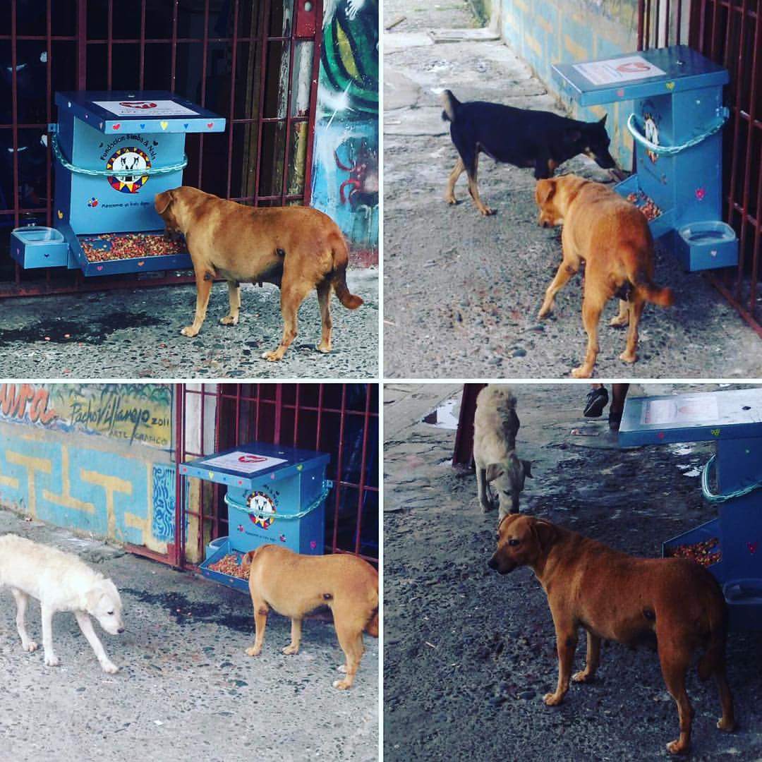 Afrotourism's tweet photo. @OgunTV @Govsia #developingoderemo fundacion simba y nala from @Colombia agree to donate food dispensers for stray dogs in Ode Remo Nigeria https://t.co/resR8WcN7y