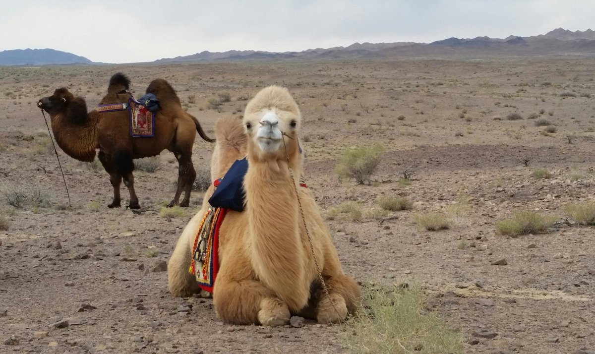 Meet Wilfred. Last year I was honoured to name this stunning blond. This year I explored Gobi Altai with him. #ReasonsToLoveMongolia