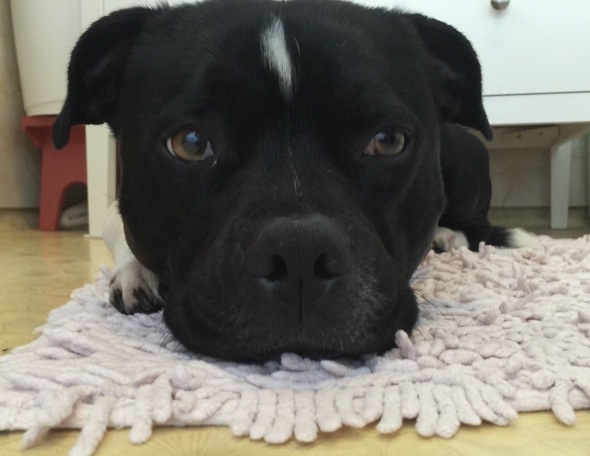 TvillingeneB's tweet image. Waiting for Mom .. 
#dogs #dogslife #dogsarefamily