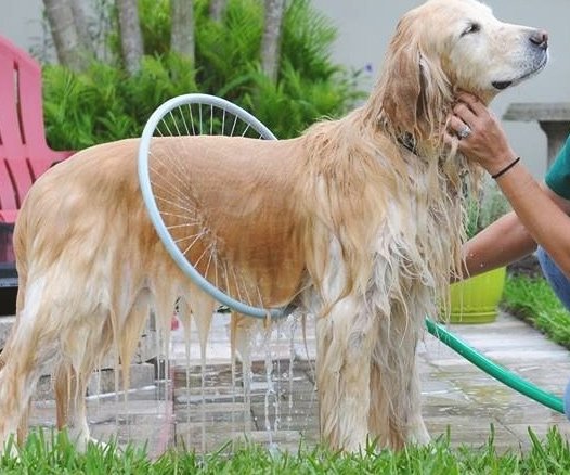 Just attach to your hose, add shampoo and clean your pup! Real testimonial here: techtails.com.au/2015/12/woof-w… 
#techtails #aussiedog