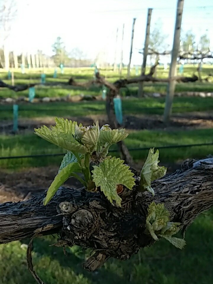 wineorbit's tweet image. Spring in Alexandra, Central Otago. Shoots out but a cold night predicted. Hope no frost. #nzwine