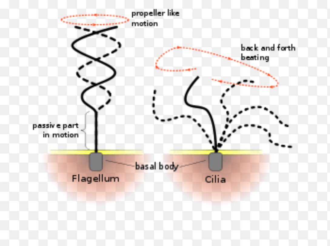 Cilialphs's tweet photo. @cytoskeleton_00  #LPHSorganelleelection2016 https://t.co/c0fvwQlFeQ
