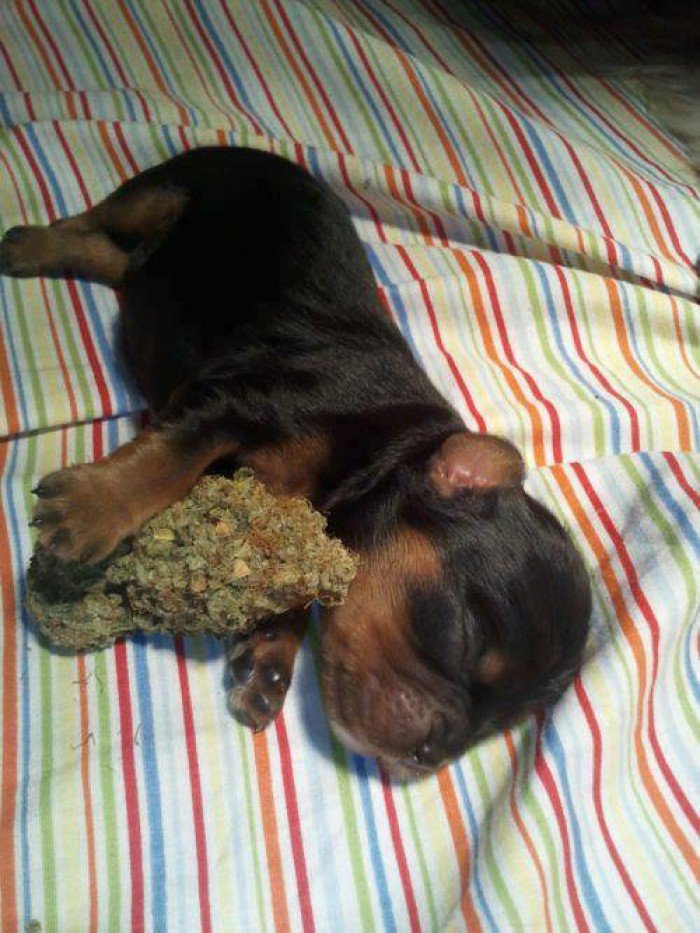 GrowLandiaOFI's tweet photo. A todos nos gustaba dormir abrazados a algo cuando éramos pequeños, ¿ver - Follow @HighPhotos420 - ... https://t.co/XN78DA5FmP