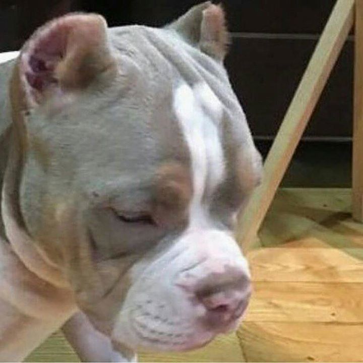 Americanbullyhq's tweet photo. From @nyc_bullys_ #everythingbully #americanbully #bully #bullies #pitbull #picoftheday #pitbullsofinstagram #dontb… https://t.co/wRJx5he1fm