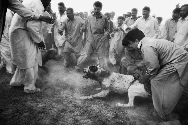 EbrahimHeidari's tweet photo. جنگ سگها در پاکستان
عکسهای ماسیمو بروتی
#MassimoBerruti #Dogfighting #Pakistan #ANIMALABUSE https://t.co/7h0ZsRartE