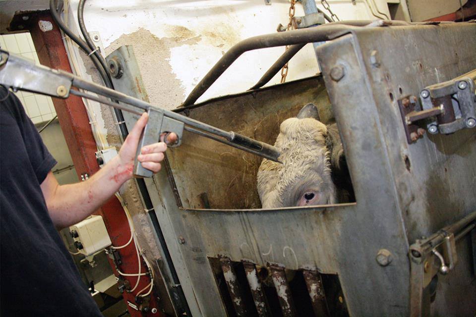 Francesgracella's tweet photo. We cannot kill tens of billions of animals each year &amp; claim to be peaceful people seeking a peaceful world.... #farm365 https://t.co/HTfwG2ppcn