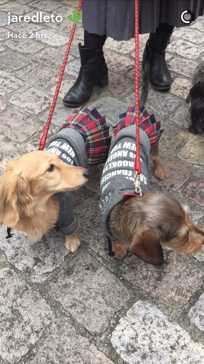 mpilarmb's tweet photo. :-))) Such a sassy doggies... and chic girl.... @JaredLeto #snqpchat #Japan https://t.co/oo801McBvy