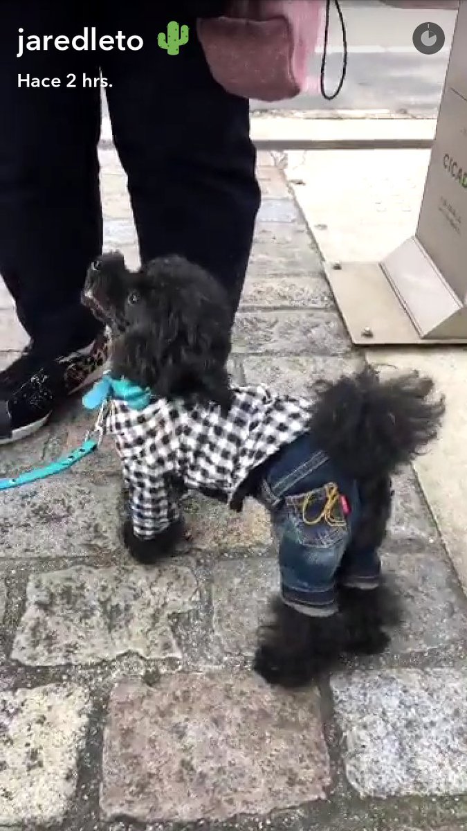 mpilarmb's tweet photo. :-))) Such a sassy doggies... and chic girl.... @JaredLeto #snqpchat #Japan https://t.co/oo801McBvy