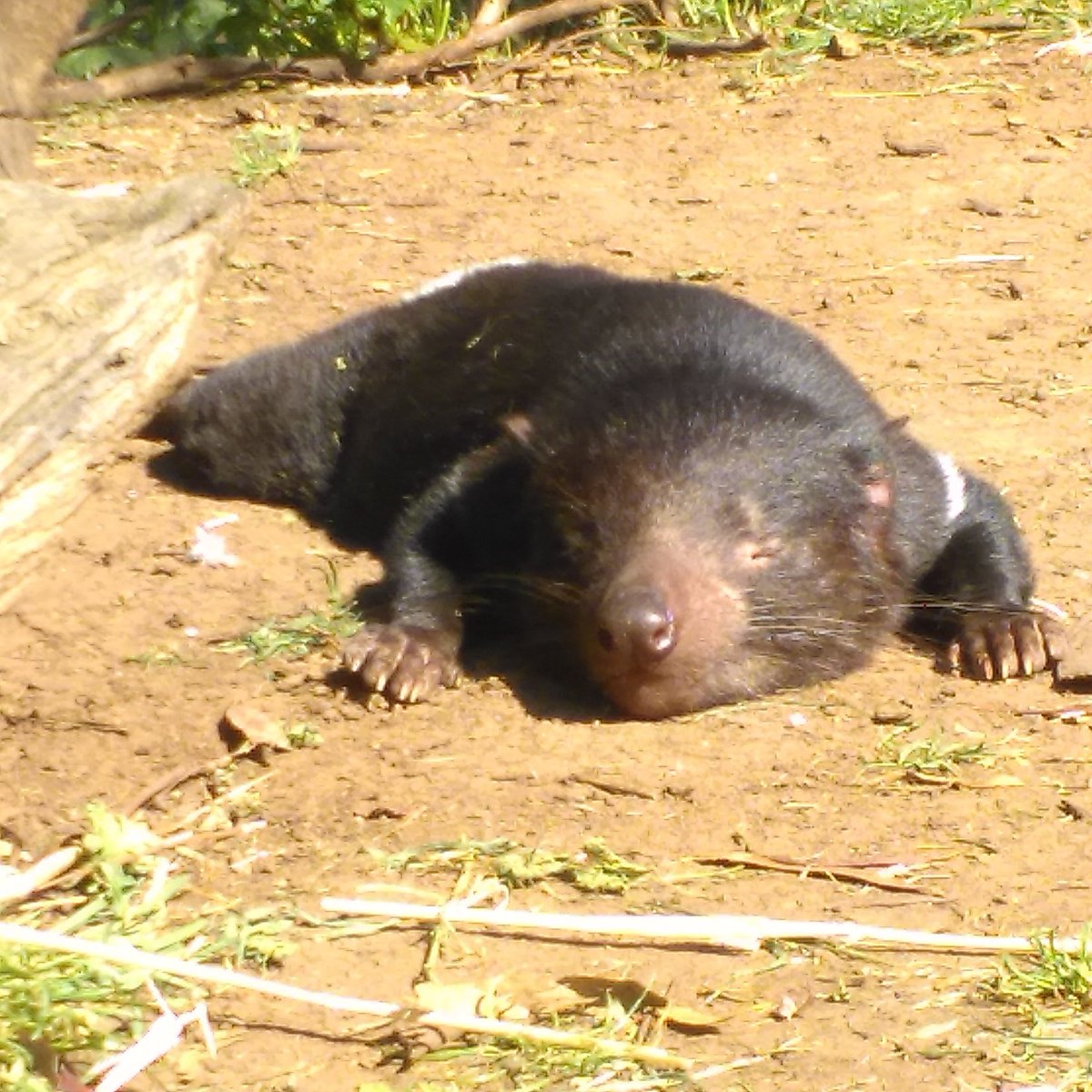 DIDFinc's tweet photo. Is there anything cuter than a #tasmaniandevil stretched out and snoozing in the sun!? #tassiedevil #tasdevils #EndangeredSpecies https://t.co/i5pofa2dfQ