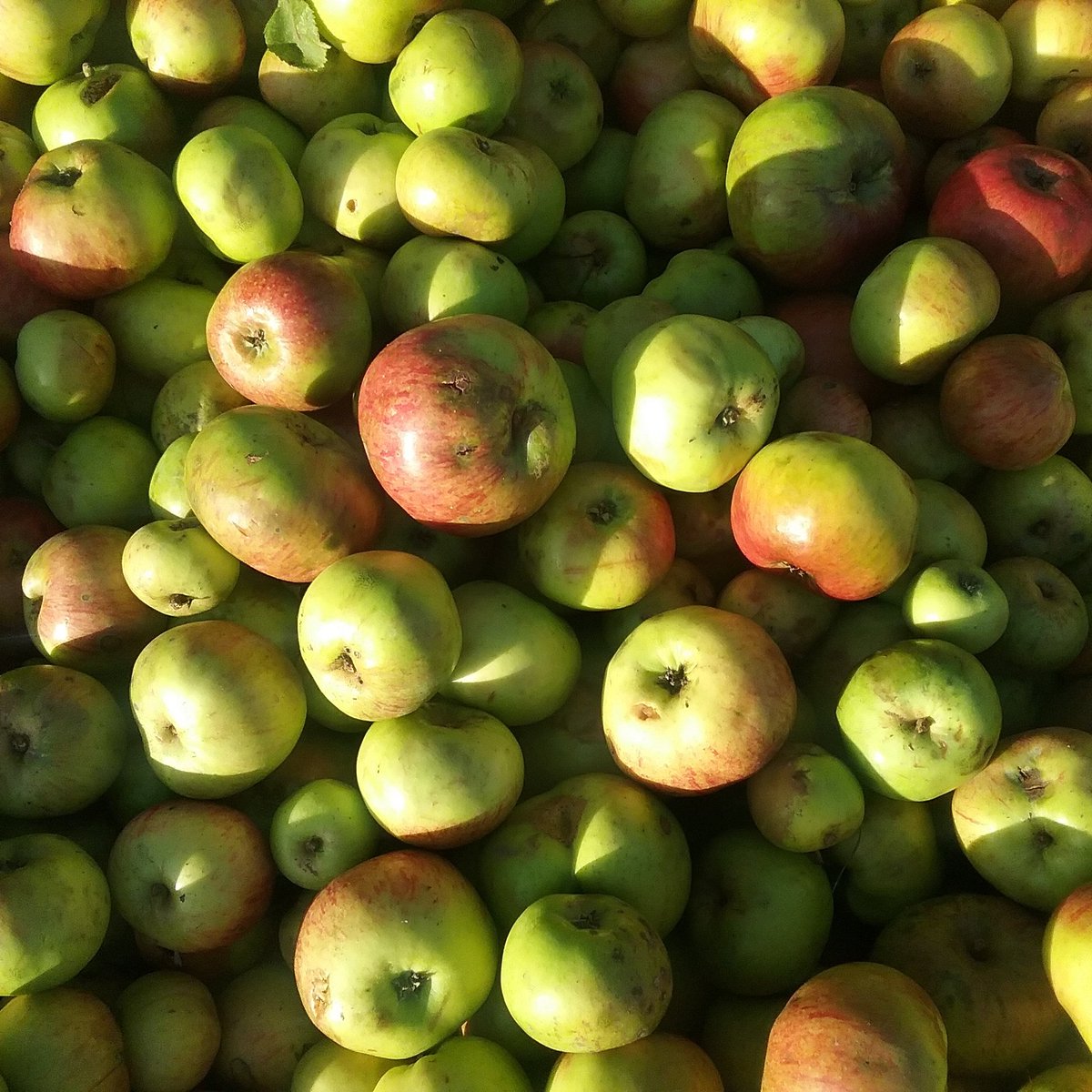 ciderbypost's tweet photo. #worldappleday get free bag of homemade mulling spices with every order of #cider from https://t.co/4sgwVuq5cT #craftcider #ciderbypost https://t.co/hPnoexGq0U