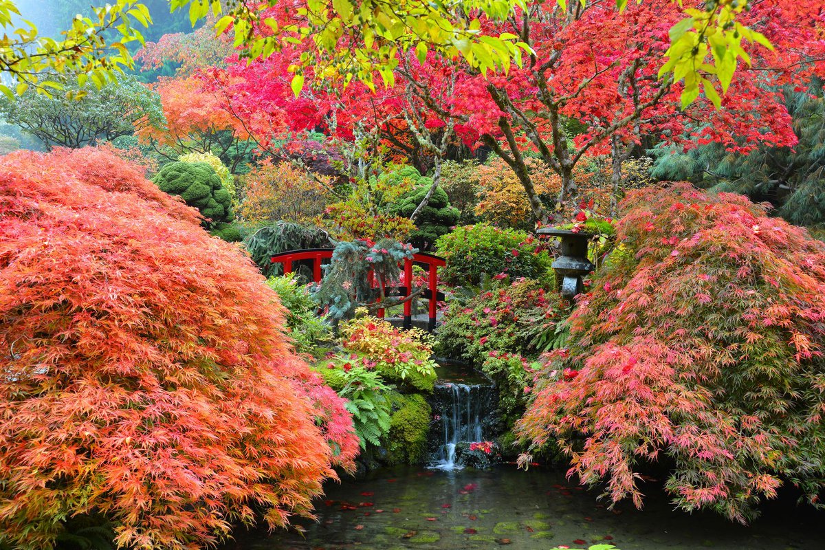 Negen herfstplanten die kleur geven aan je tuin: bit.ly/herfstkleurent…