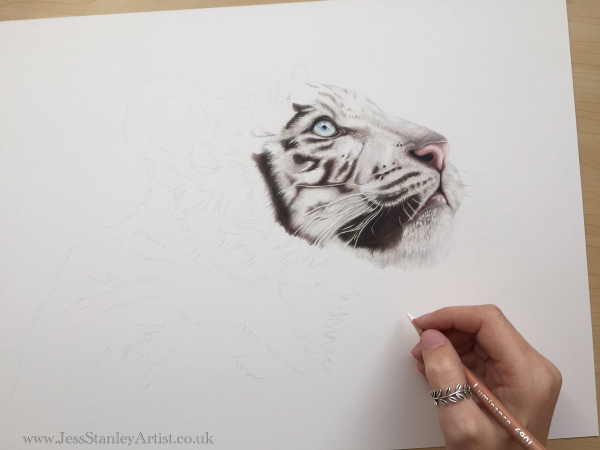 Today I've spent a few hours on Skye the white tiger cub . Back to the whippets tomorrow :) #tiger #bigcat #drawing #wildlife #whitetiger