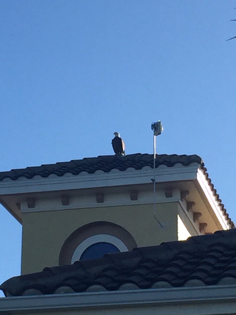 PantherRun_GCM's tweet photo. A visit from a Bald Eagle this morning. https://t.co/1M0yBbtLex