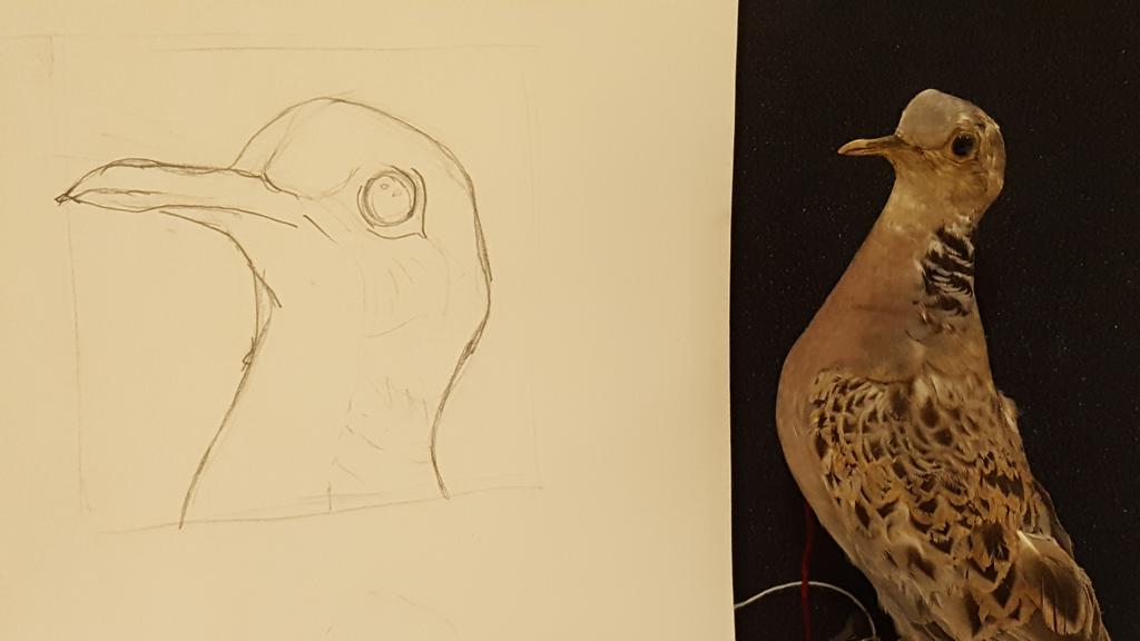 _dodo's tweet photo. Drawing the same turtle dove Thomas Bewick figured in British Birds. What a brilliant session so far with Chris Daunt @GNM_Hancock #IPB2016 https://t.co/UJEaEwAlpe
