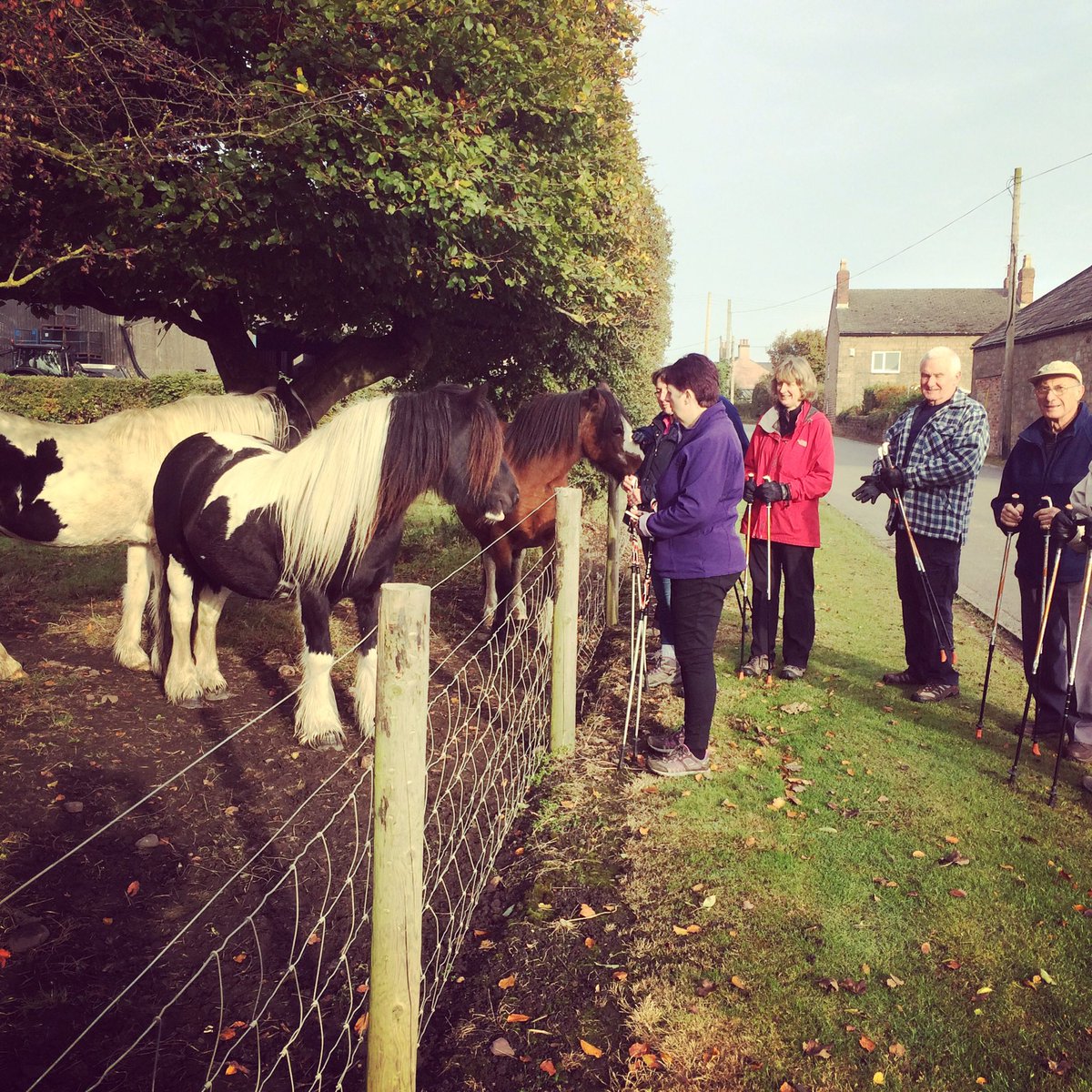 These lovely locals can't let us walk past without saying hello! #nordic #Maghullwalkers