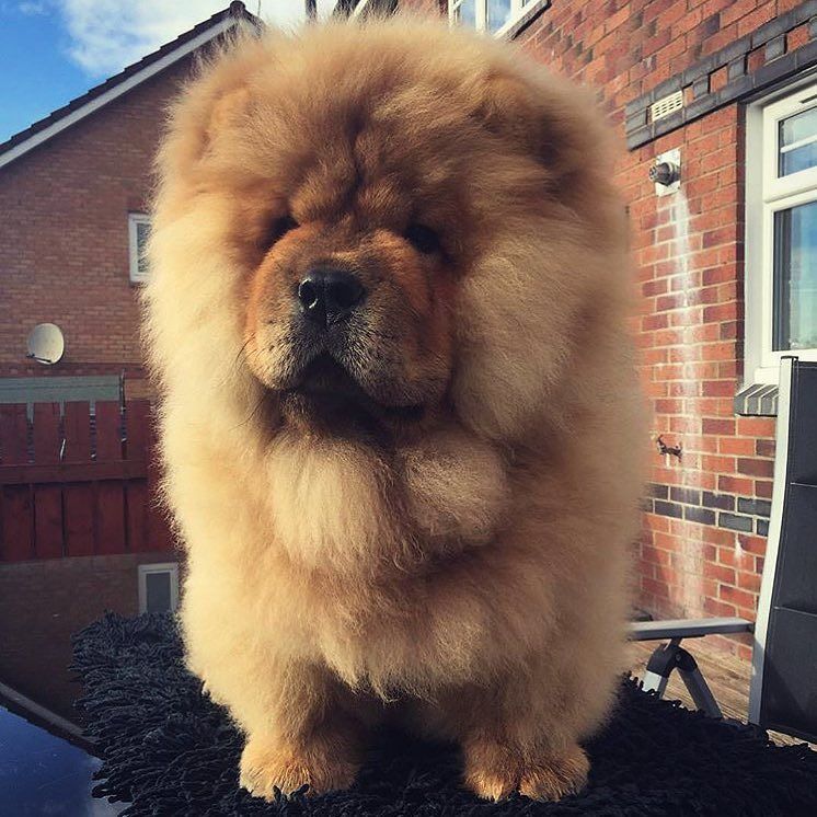 AnimalosophyIG's tweet image. When you have a great hair day #FABULOUS
#chowchow #chowchowlicious
#Animalosophy also on … ift.tt/2eB0mtW