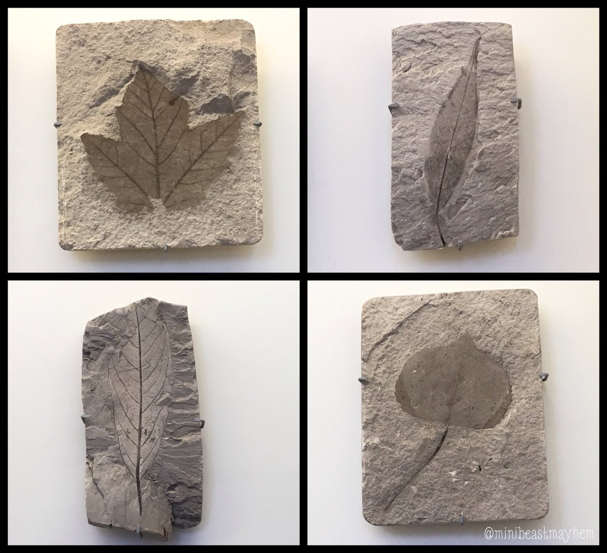 SallyAnn_Spence's tweet image. Time travel back 1.8 million years folks &amp;amp; you would recognise these autumnal leaves....
#Neogene #FossilFriday
(in @morethanadodo Coll.)