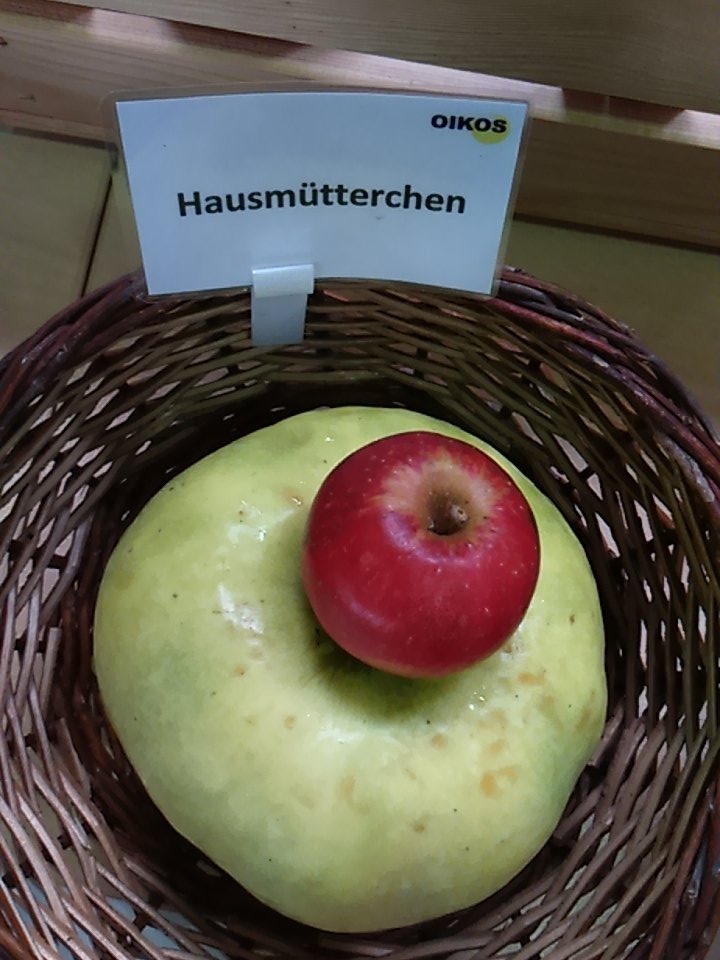 archeobst's tweet photo. Hausmütterchen und roter Holzapfel #IPT2016 https://t.co/z6VG27cMyb