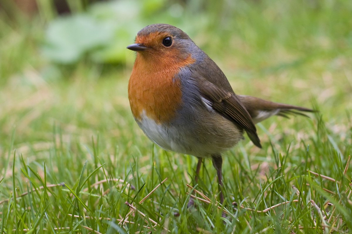 Despedimos la semana conociendo a un pequeño habitante de la ciudad de Sevilla: el petirrojo (Erithacus rubecula)