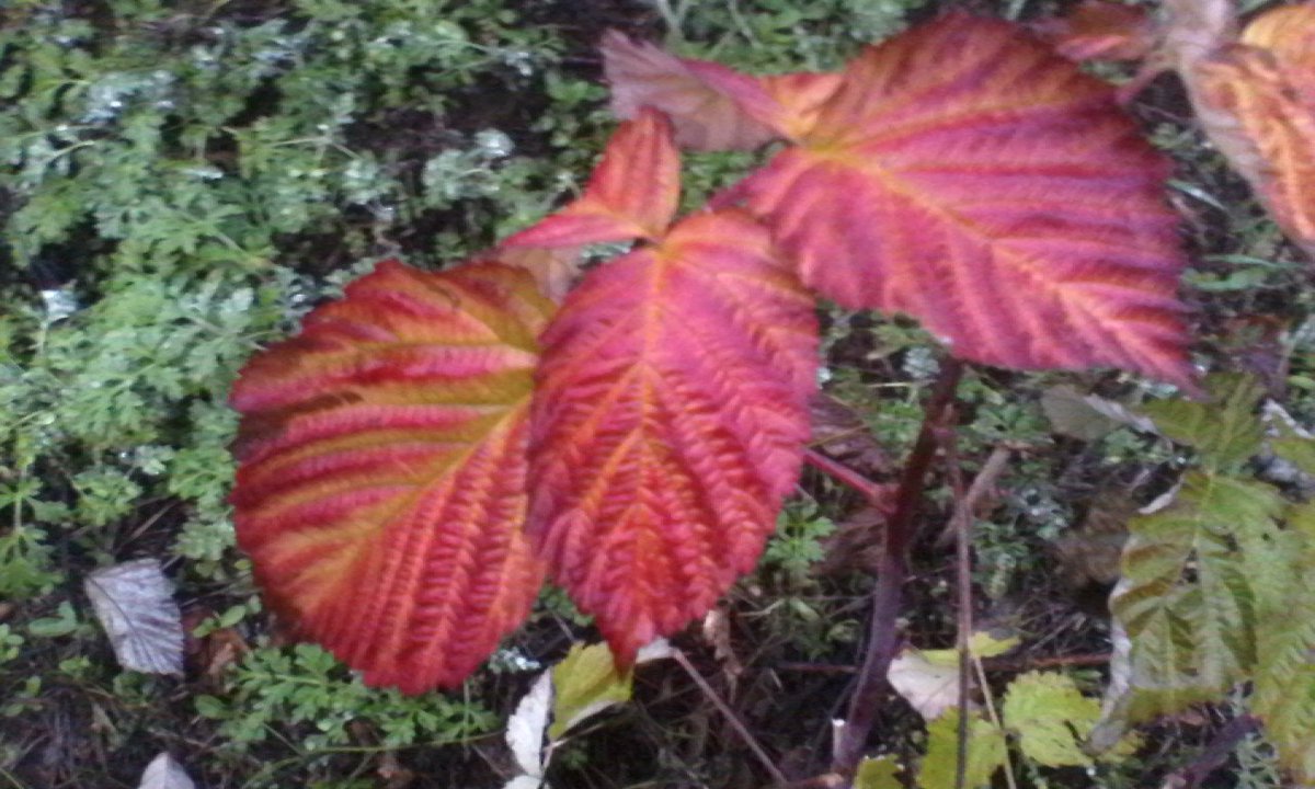 Осень раскошествует...