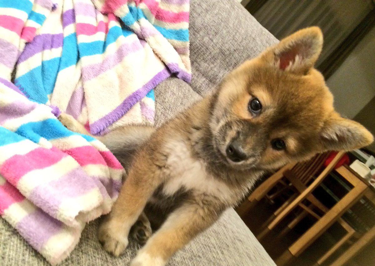 Yuu3Ma's tweet photo. わんちゃんの大きくなるスピードにビックリ！！
もぅ少しゆっくり大きくなってー♡
#柴犬
#犬の成長 https://t.co/i8UbiEVR8n