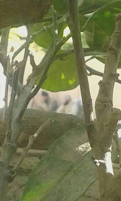 Προβολή εικόνας στο Twitter