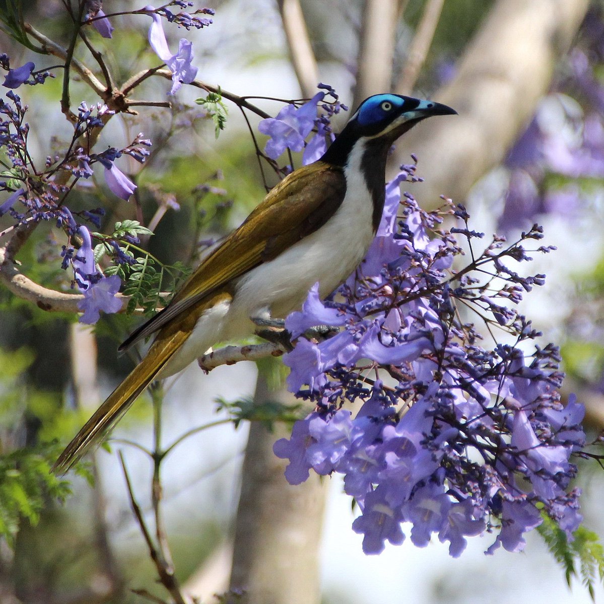 Blue-faced honeyeater at Bridge man Downs