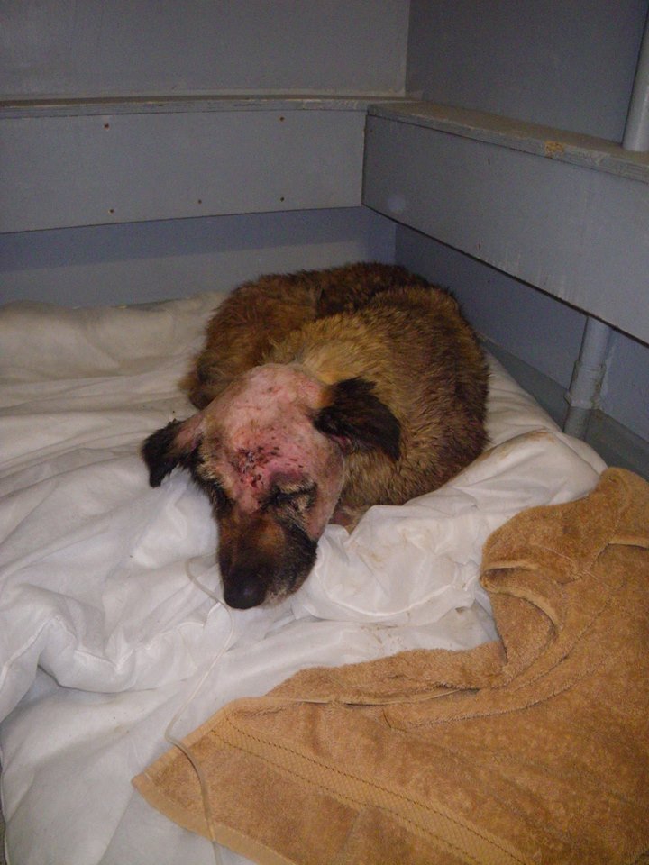 LostboxUK's tweet photo. APPEAL FOR INFO. Juliet, found in a critical condition in #Bexley #London. Skinny, weak &amp; unable to get up. Pls RT!
https://t.co/0Suav0Z0K1 https://t.co/EtRtH2i3WH