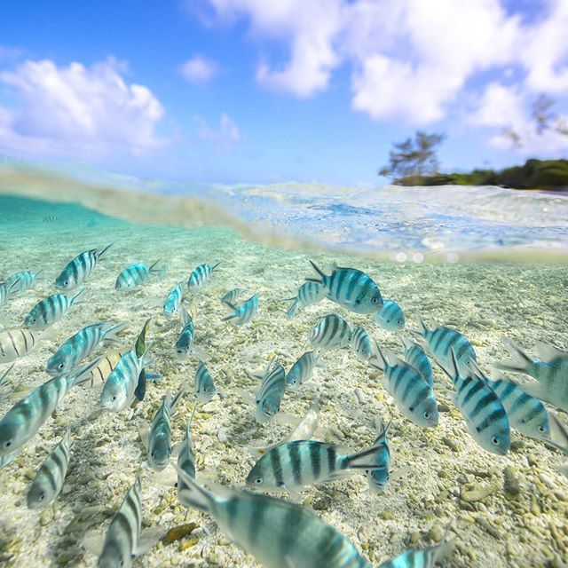 Australia's tweet photo. Just keep swimming! 🐠 (Photo: @shipwreckphoto off @LadyElliotGBR) https://t.co/semtI8w9vl