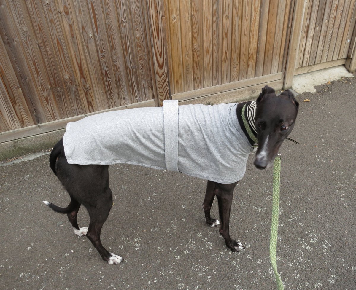 Holly_E17's tweet photo. Too hot in my coat so The Female Human made me a tshirt. She wore a matching grey sweatshirt for dogs sake *eyeroll* 
Where's my #dognity? https://t.co/AO8LCmv1pM